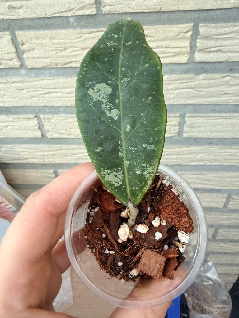 Hoya Rintzii Borneo, Verzenden, Halfschaduw, Minder dan 100 cm