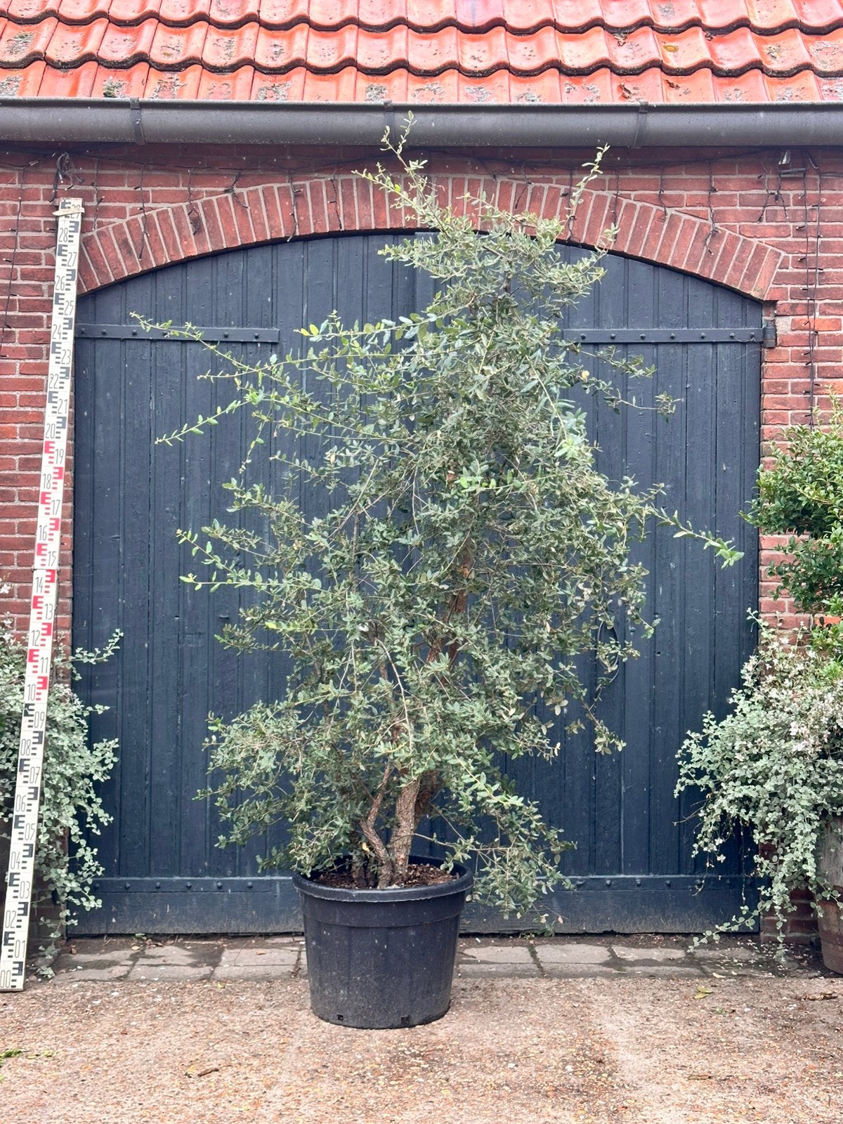 quercus suber meerstammig (kurkeik), Tuin en Terras, Ophalen, Volle zon, Overige soorten