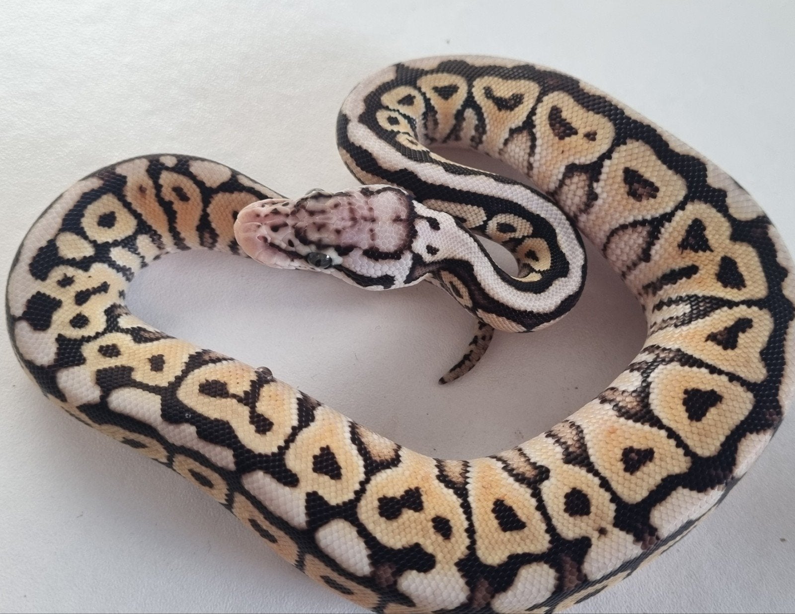 0.1 special spotnose pastel het clown koningspython Ball Python photo 3