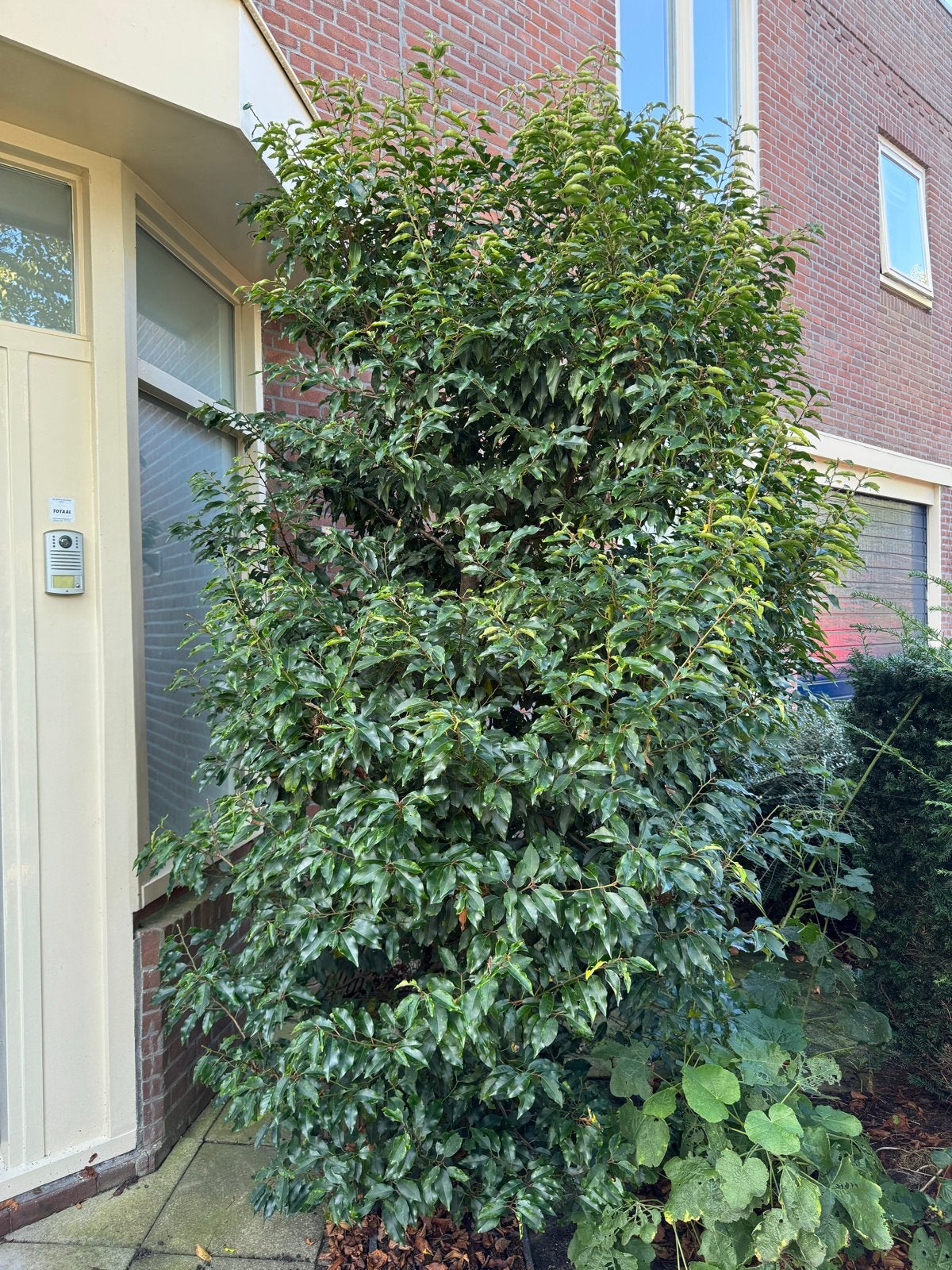 Portugese Laurierkers 2,5 mtr. Struik. Prunus lusitanica., Tuin en Terras, Ophalen, Overige soorten, Halfschaduw