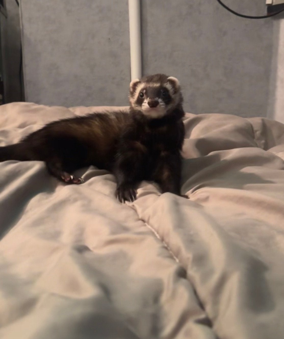 Fretten opvang vakantieadres 🐾❤️, Dieren en Toebehoren, Overige Dieren, Juli, Meerdere dieren