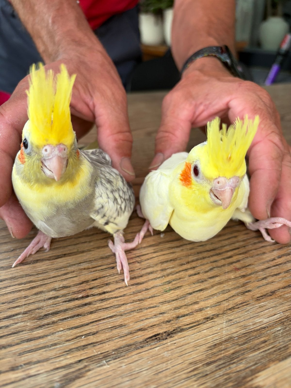 2 jonge Valkparkieten mogen bij hun ouders weg, Meerdere dieren, Parkiet, Tam