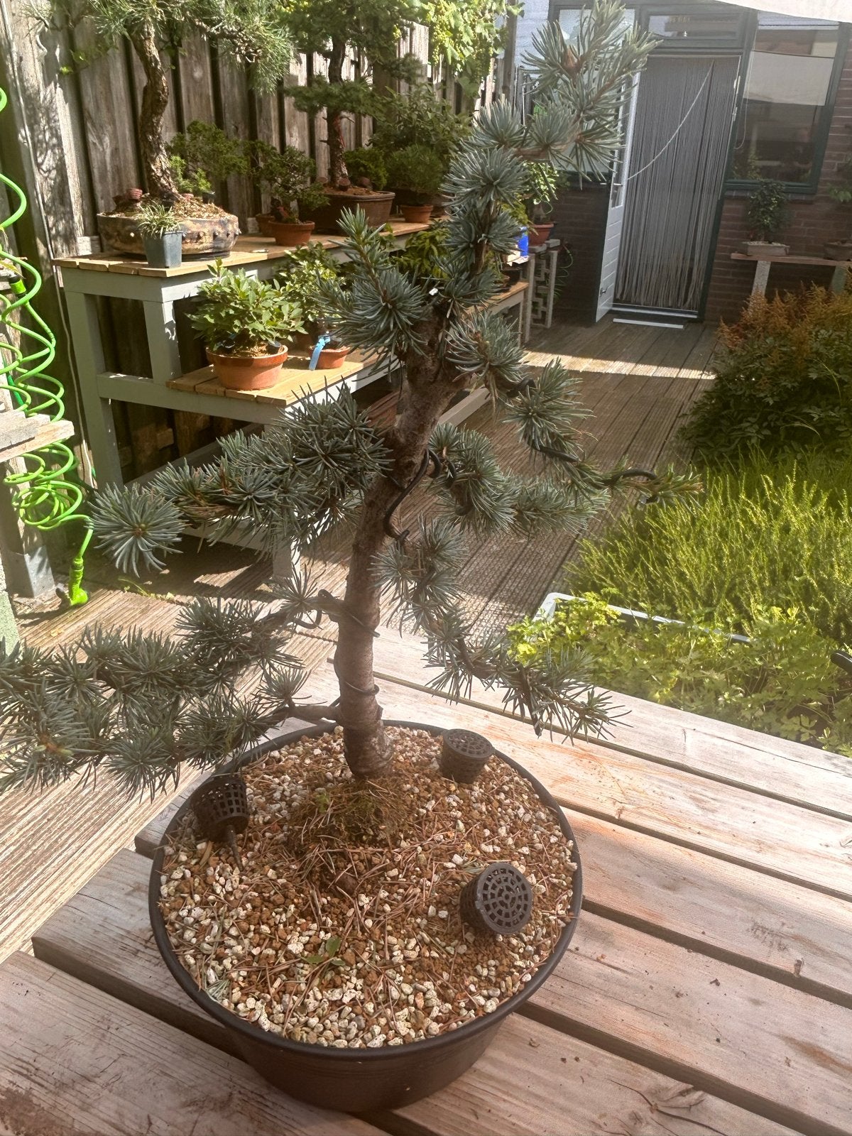 Ceder atlantica glauca bonsai, Tuin en Terras, Bloeit niet, Overige soorten, 100 tot 250 cm, Ophalen