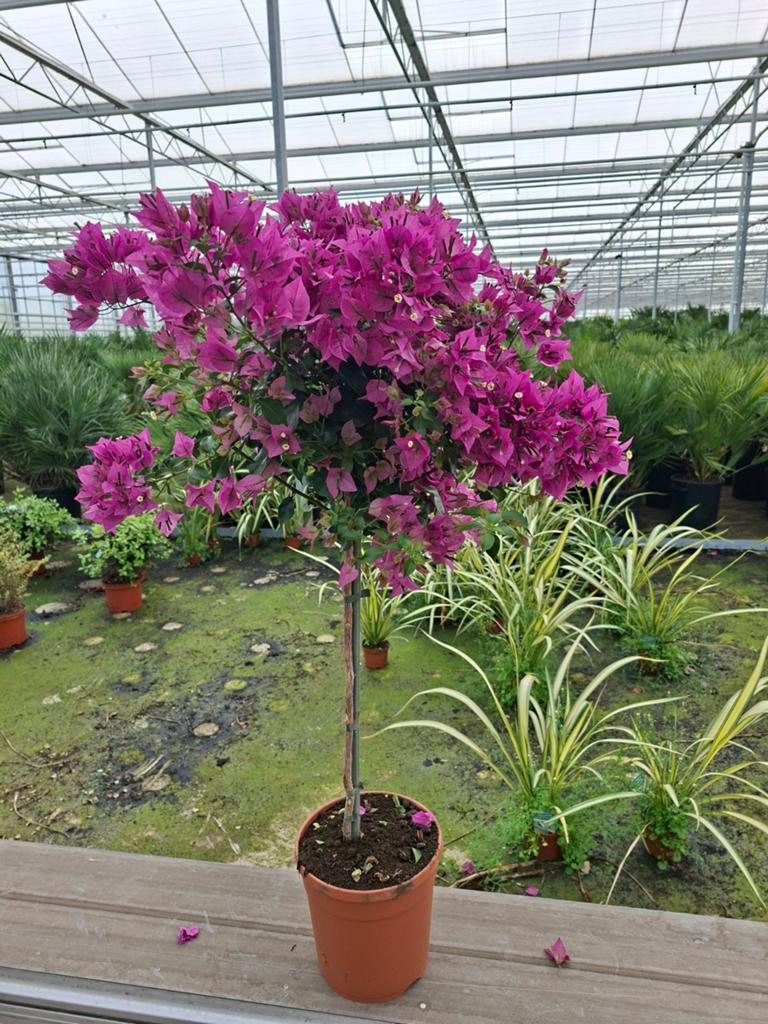 Bougainvillea "bol op stam", Ophalen, Overige soorten, Volle zon