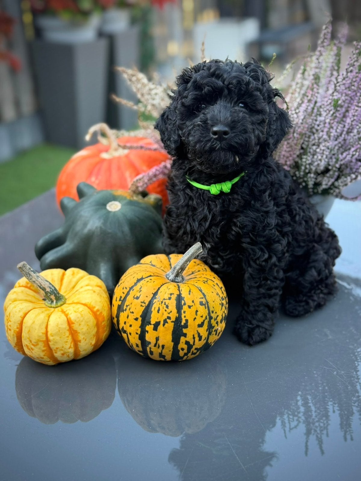 Ik mag verhuizen! 🐾🐻 💚Mini Australian Labradoodle, CDV (hondenziekte), 8 tot 15 weken, Eén hond, Nederland