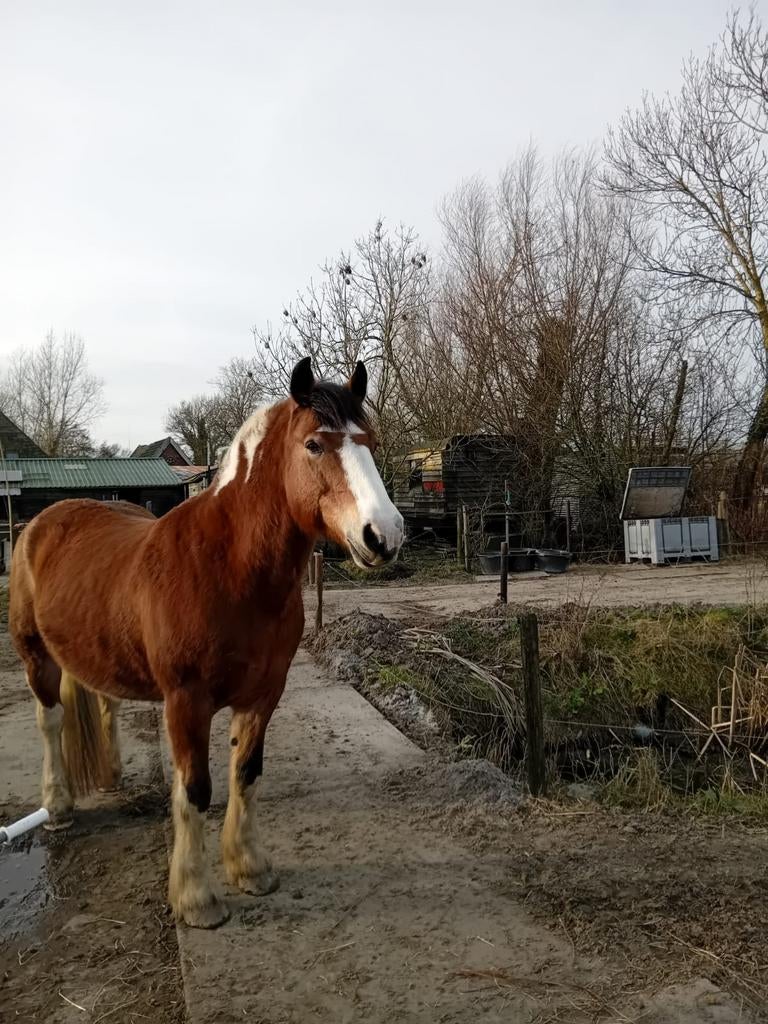 Hulp voor op onze paddock gezocht, Alkmaar