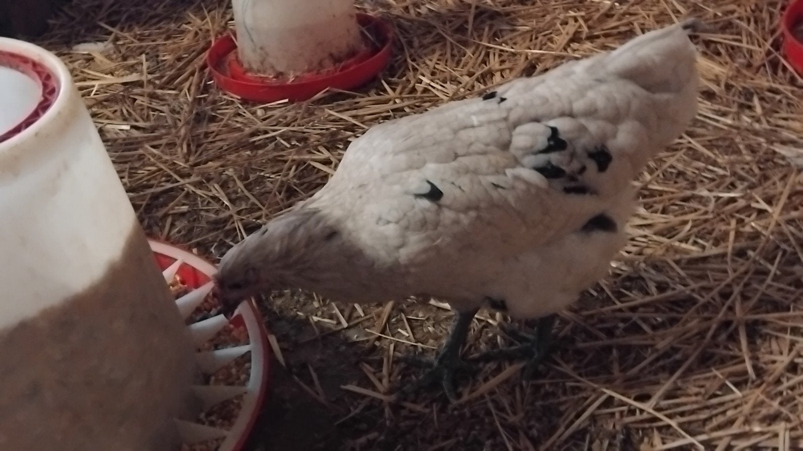 te koop jonge ( leg ) hennen, Vrouwelijk