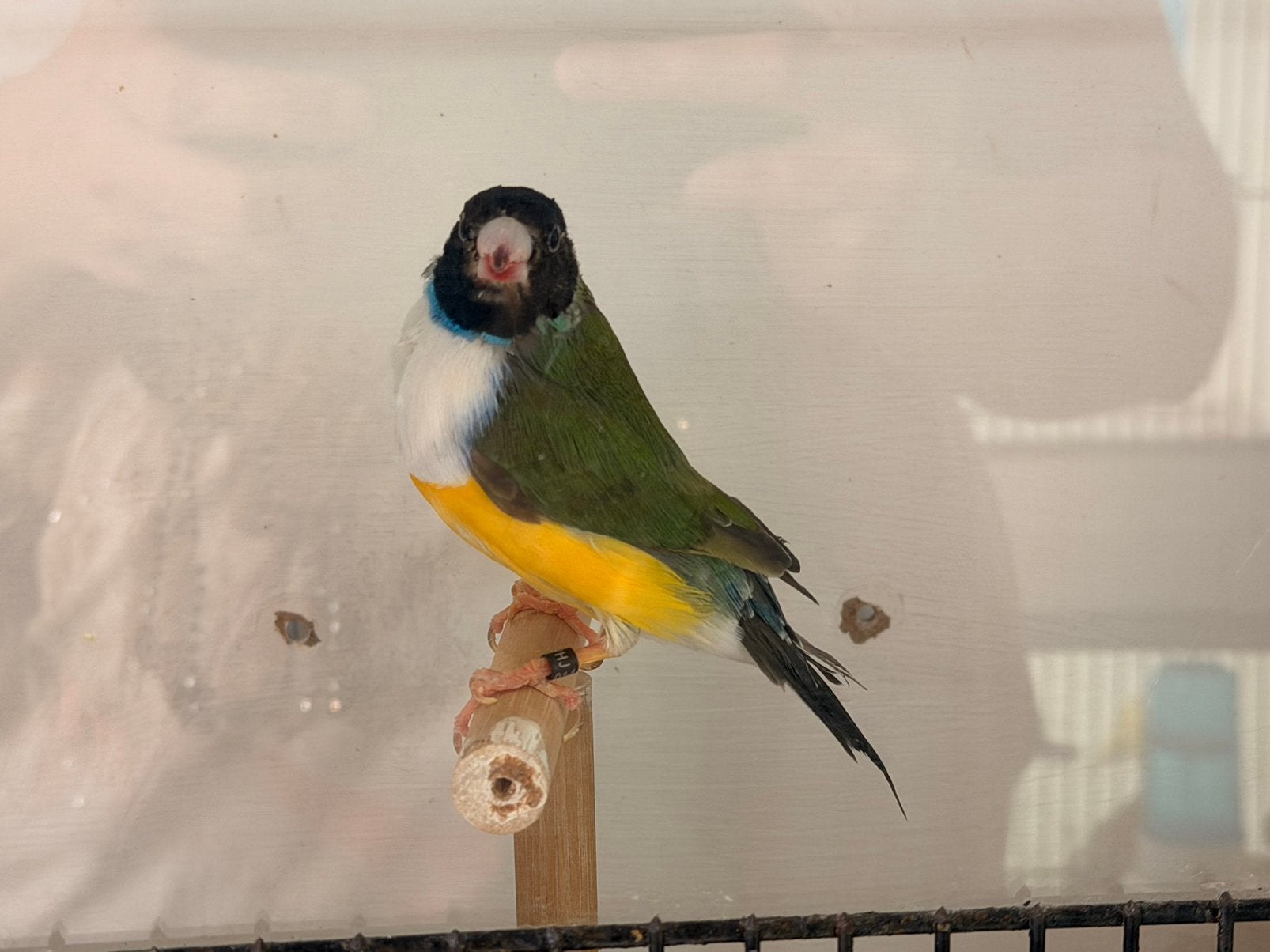 Zwartkop witborst gouldamadine man, Dieren en Toebehoren, Vogels | Overige Vogels, Mannelijk, Geringd