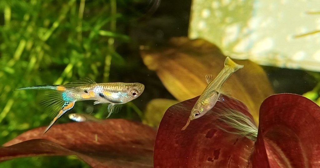Jonge Guppies, Dieren en Toebehoren, Vis