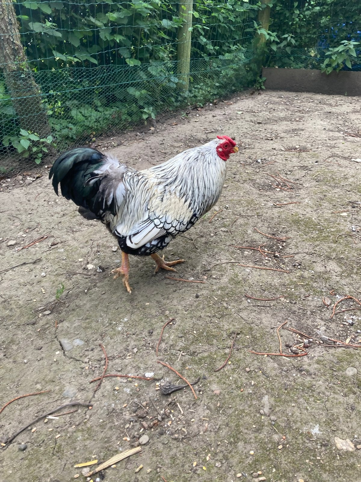 Gratis Wyandotte krielhaan zilver zwartgezoomd, Mannelijk, Kip