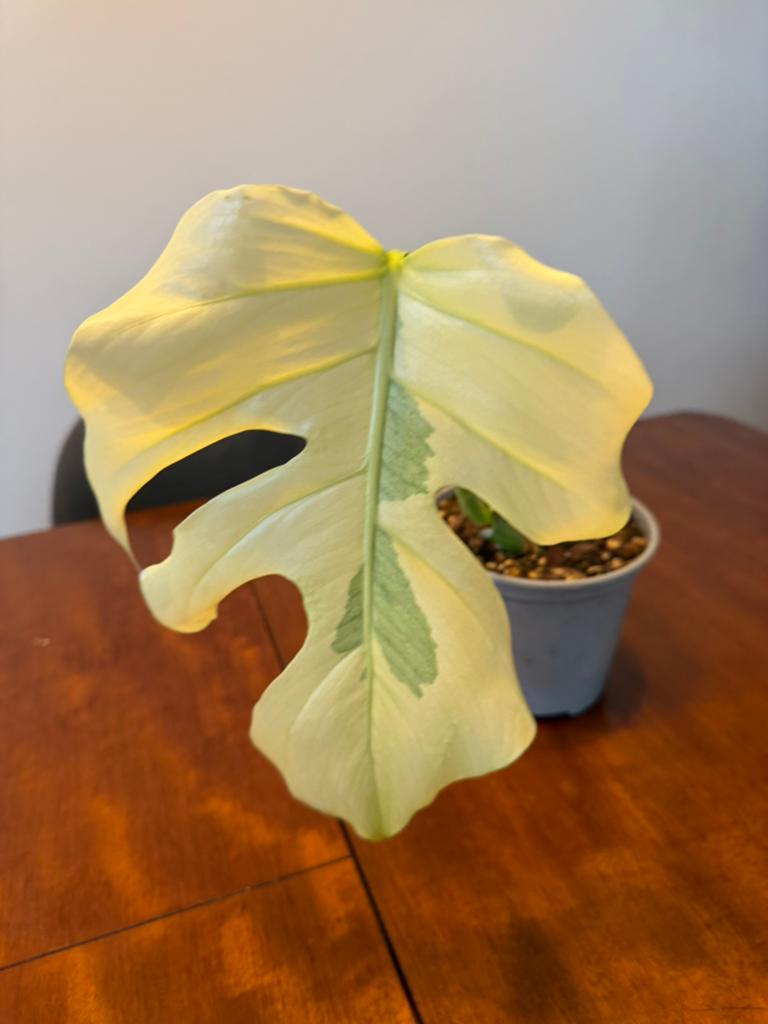 Monstera small form blue mint kopstek, Ophalen of Verzenden, Halfschaduw, Minder dan 100 cm