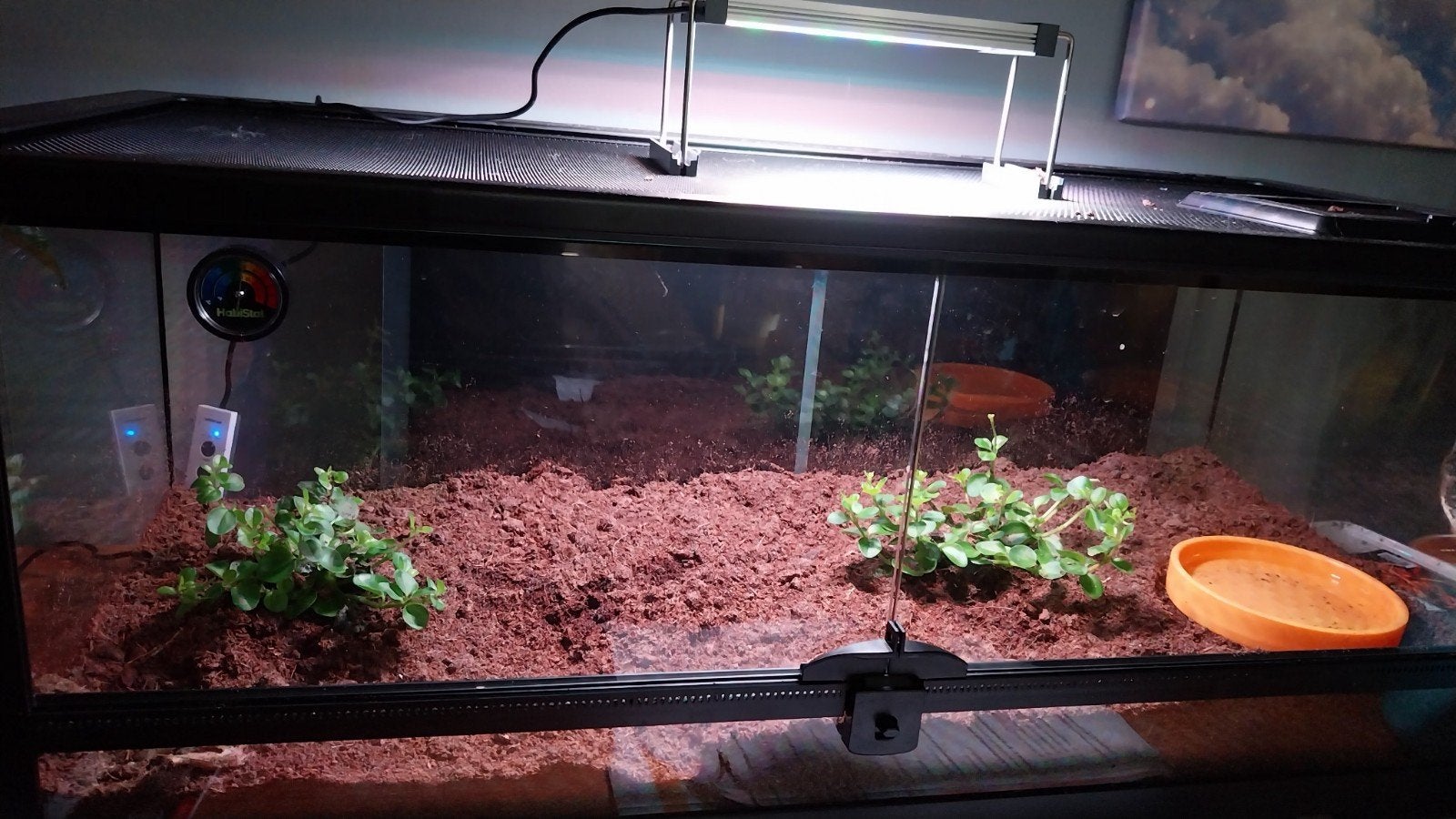 Terrarium met pacmanfrog, Ophalen, Nieuw, Terrarium of Paludarium