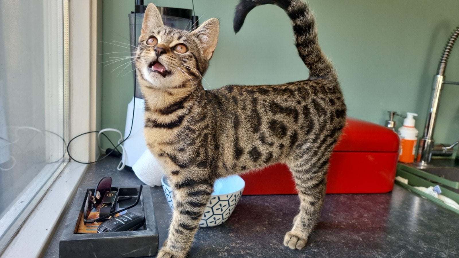 Lieve half-Bengaal kittens zoeken een warm en passend t, Dieren en Toebehoren, Meerdere dieren, Ontwormd, 0 tot 2 jaar