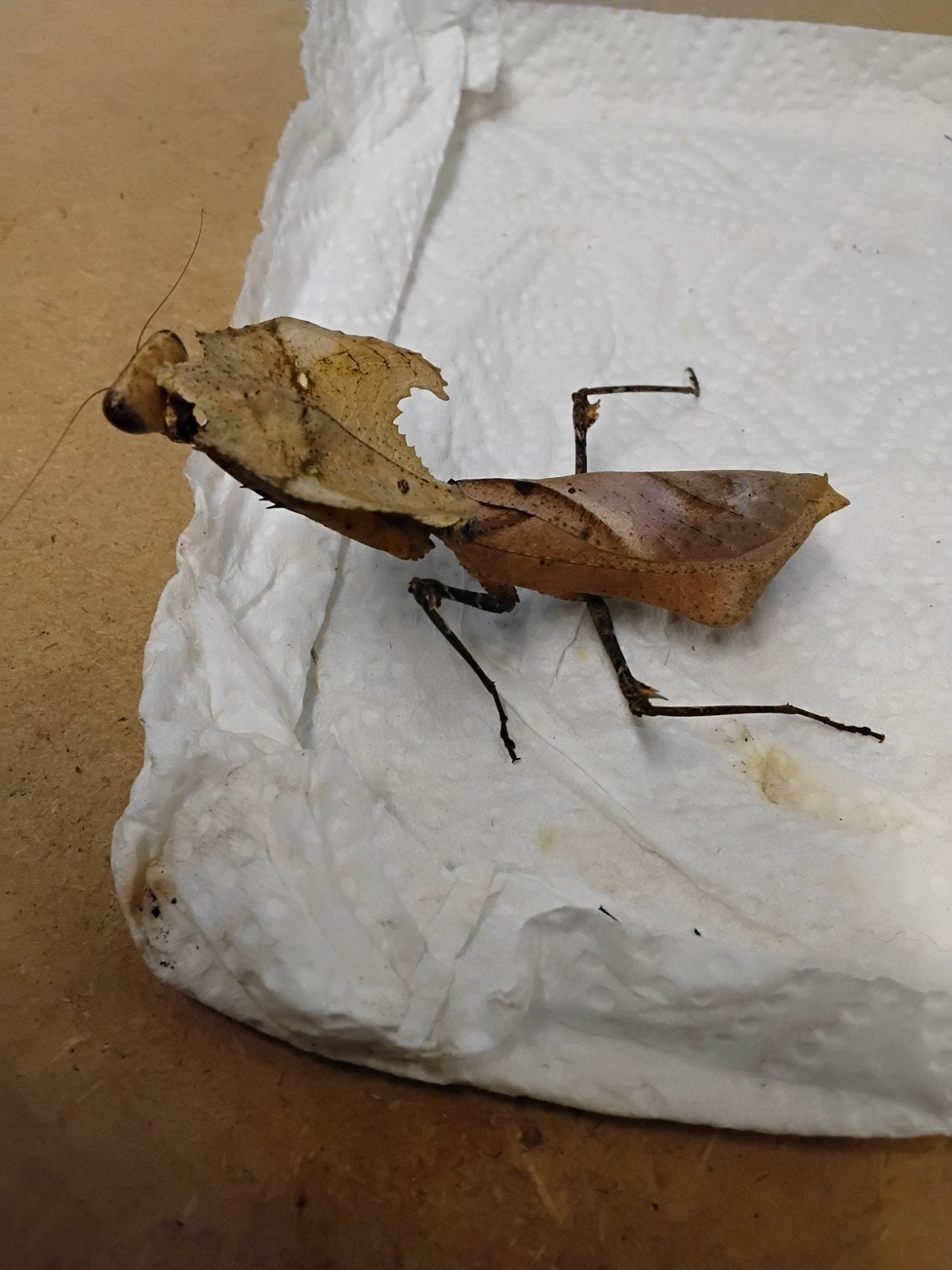 bidsprinkhaan (Deroplatys desiccata), Dieren en Toebehoren