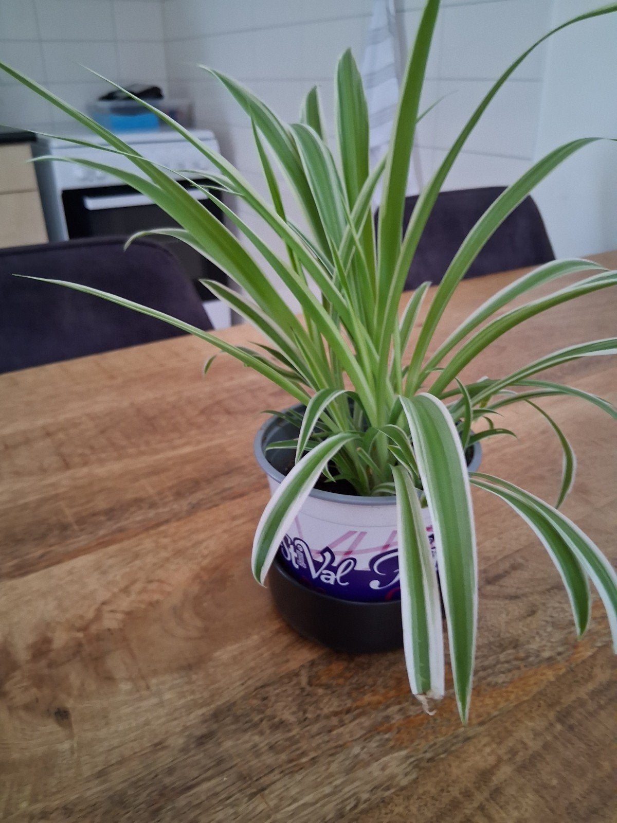 Productspecificaties, Huis en Inrichting, Ophalen, Halfschaduw, Minder dan 100 cm