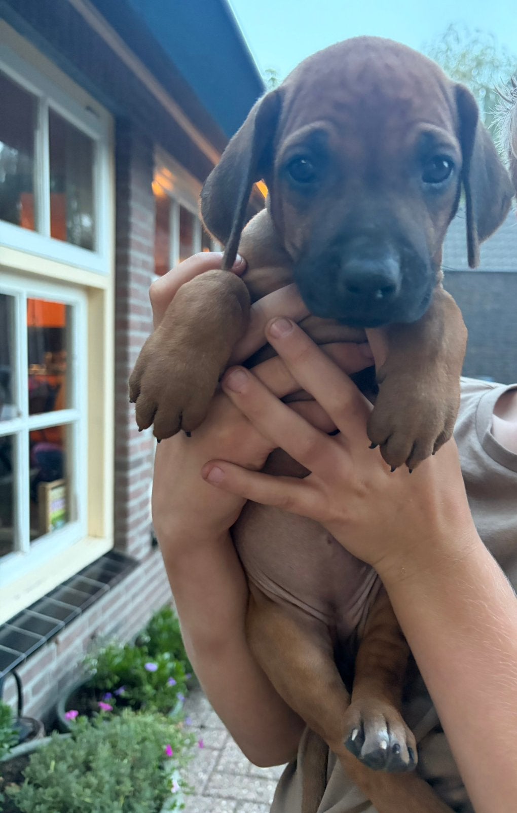 Rhodesian Ridgeback pups (nog 4 teefjes), 8 tot 15 weken, Meerdere, Meerdere dieren, Nederland