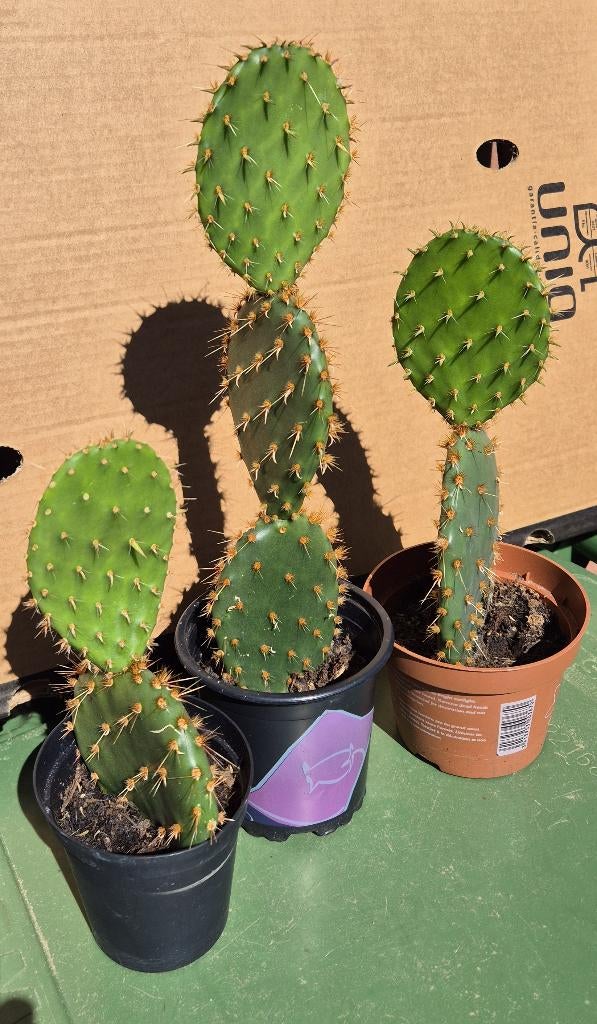 Cactussen en vetplanten uit de hobbykas - update, Ophalen, Minder dan 100 cm, Bloeiende kamerplant, Volle zon