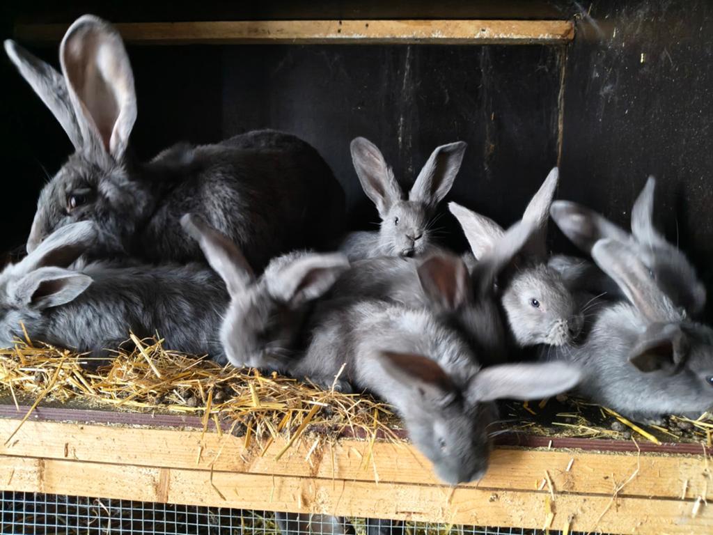 Vlaamse reuzen konijnen, voedsters en rammen, Dieren en Toebehoren, Konijnen, Meerdere dieren, Groot