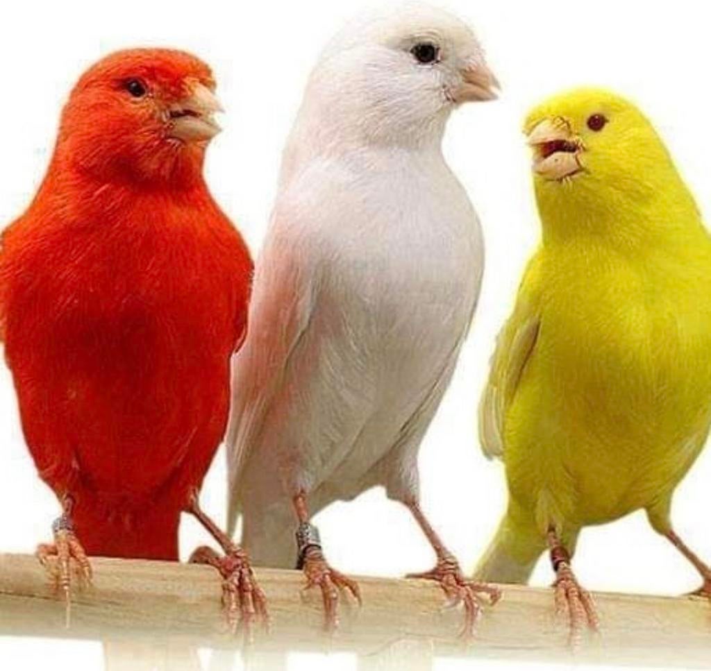 zingende kleurkanaries, Dieren en Toebehoren, Vogels | Kanaries, Meerdere dieren, Zangkanarie
