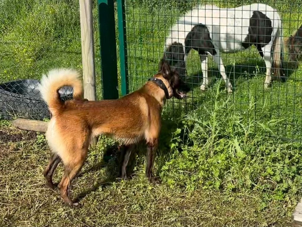Knappe  mechelse herder teef, België, Particulier, Reu, 1 tot 2 jaar
