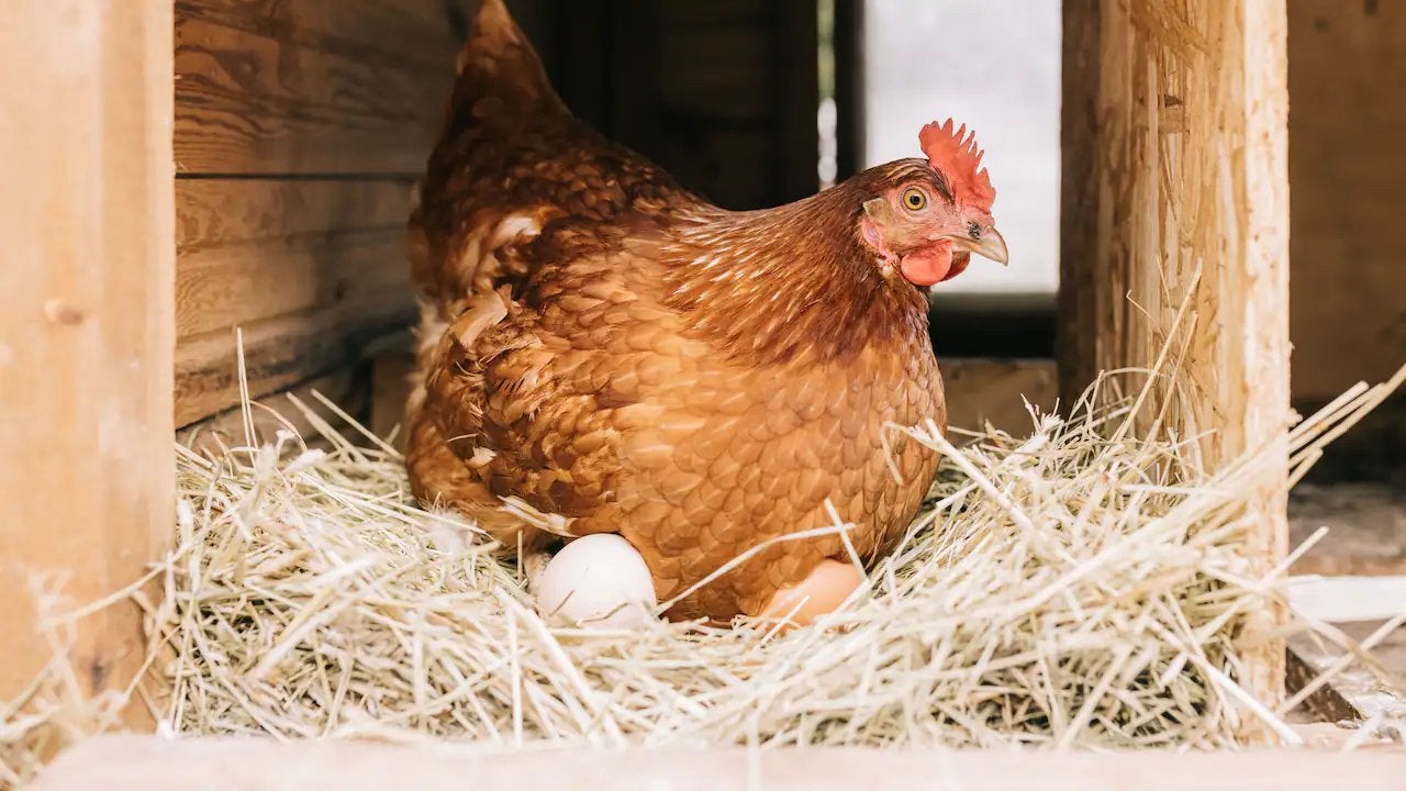 Gezocht stukje grond / boerderij te huur voor hobby – Breda, Dieren en Toebehoren, Stalling en Weidegang, Weidegang