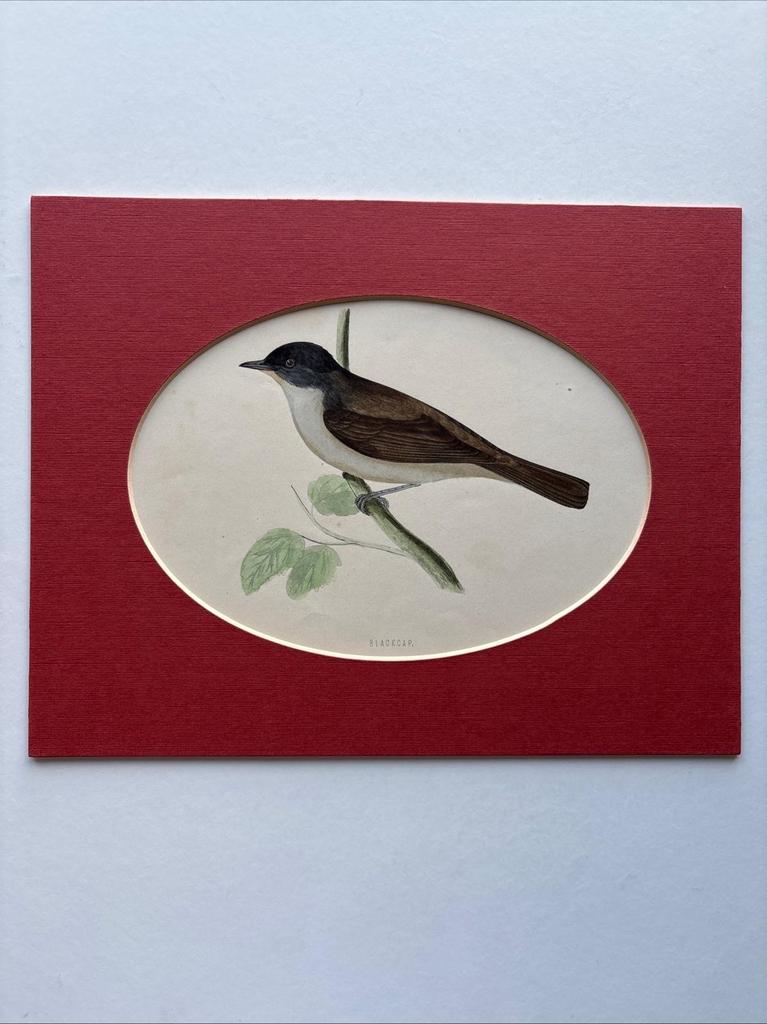 Antieke handgekleurde Blackcap vogel gravure, 1896, Antiek en Kunst, Ophalen of Verzenden
