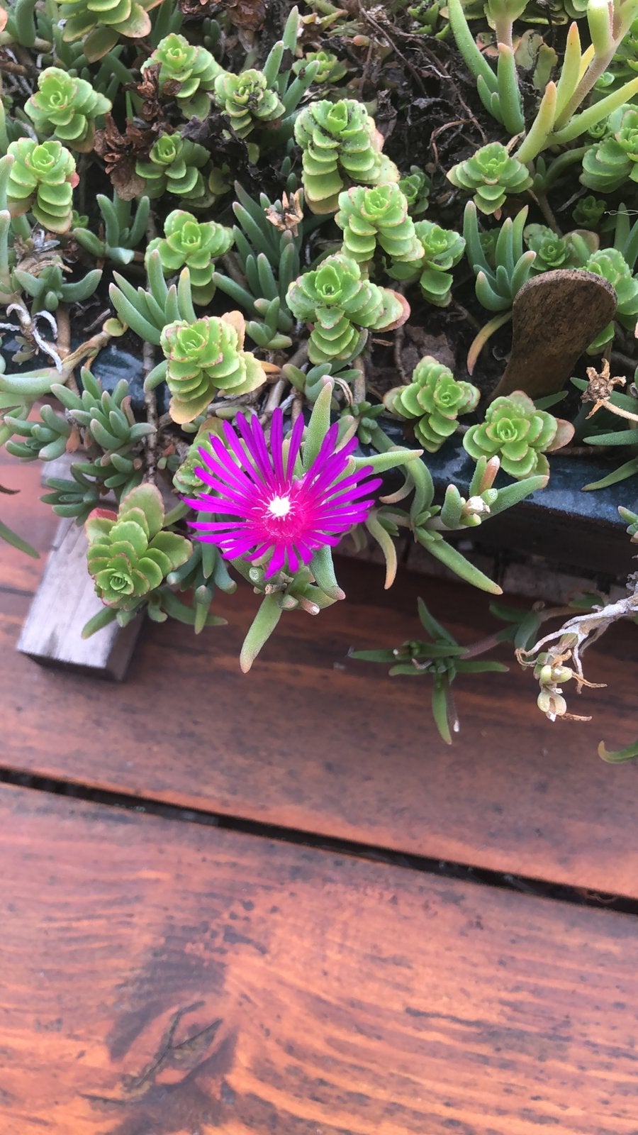 Bio tuinplanten, Ophalen, Overige soorten, Volle zon