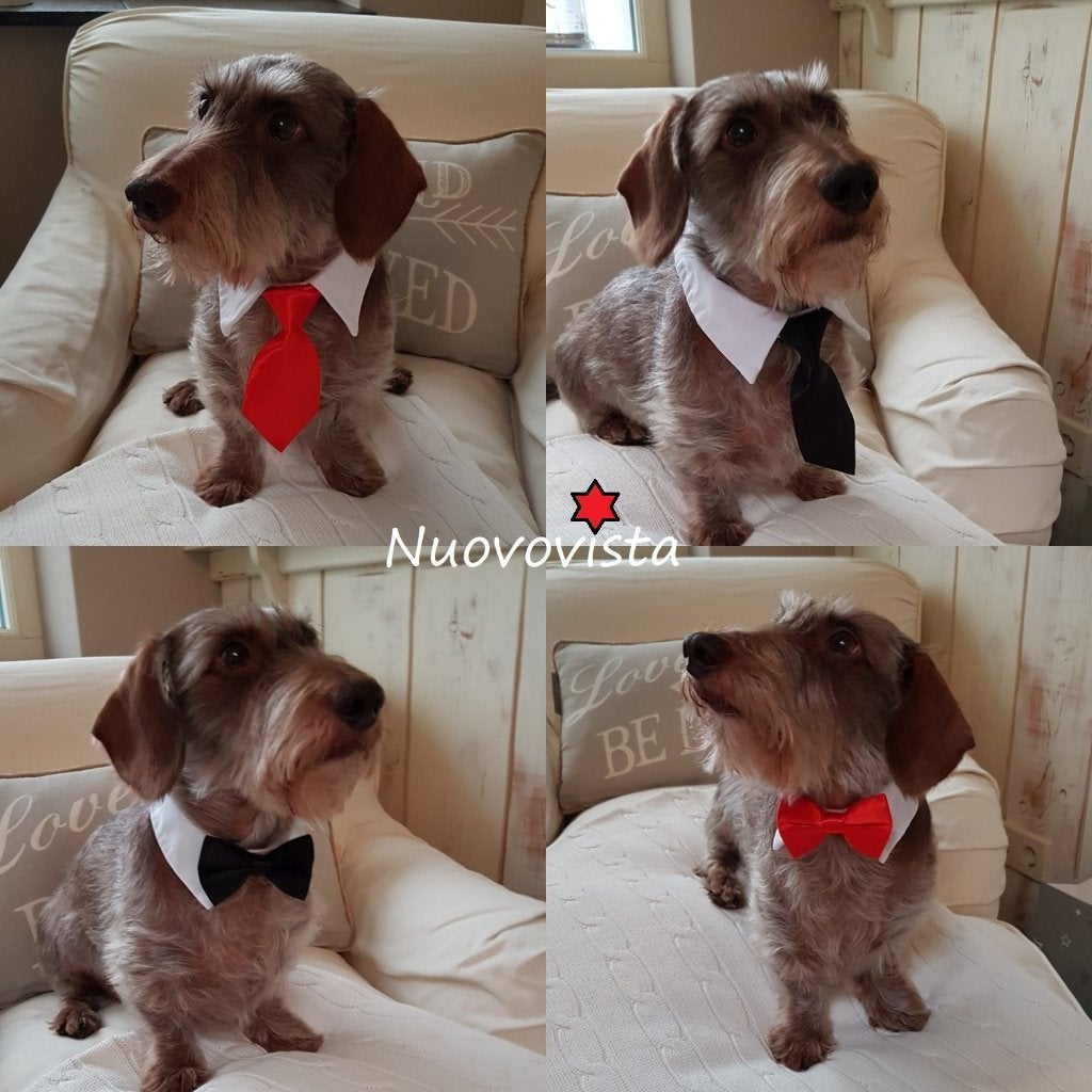 Honden Strik of Stropdas met Kraagje. Vlinderdas 🐾🐾🐾, Verzenden, Nieuw, Overige typen