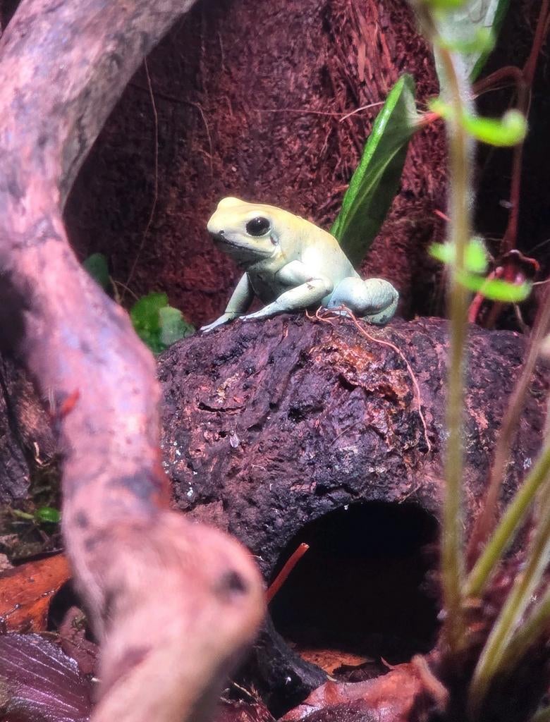 Gezocht volwassen Phyllobates terriblis mint