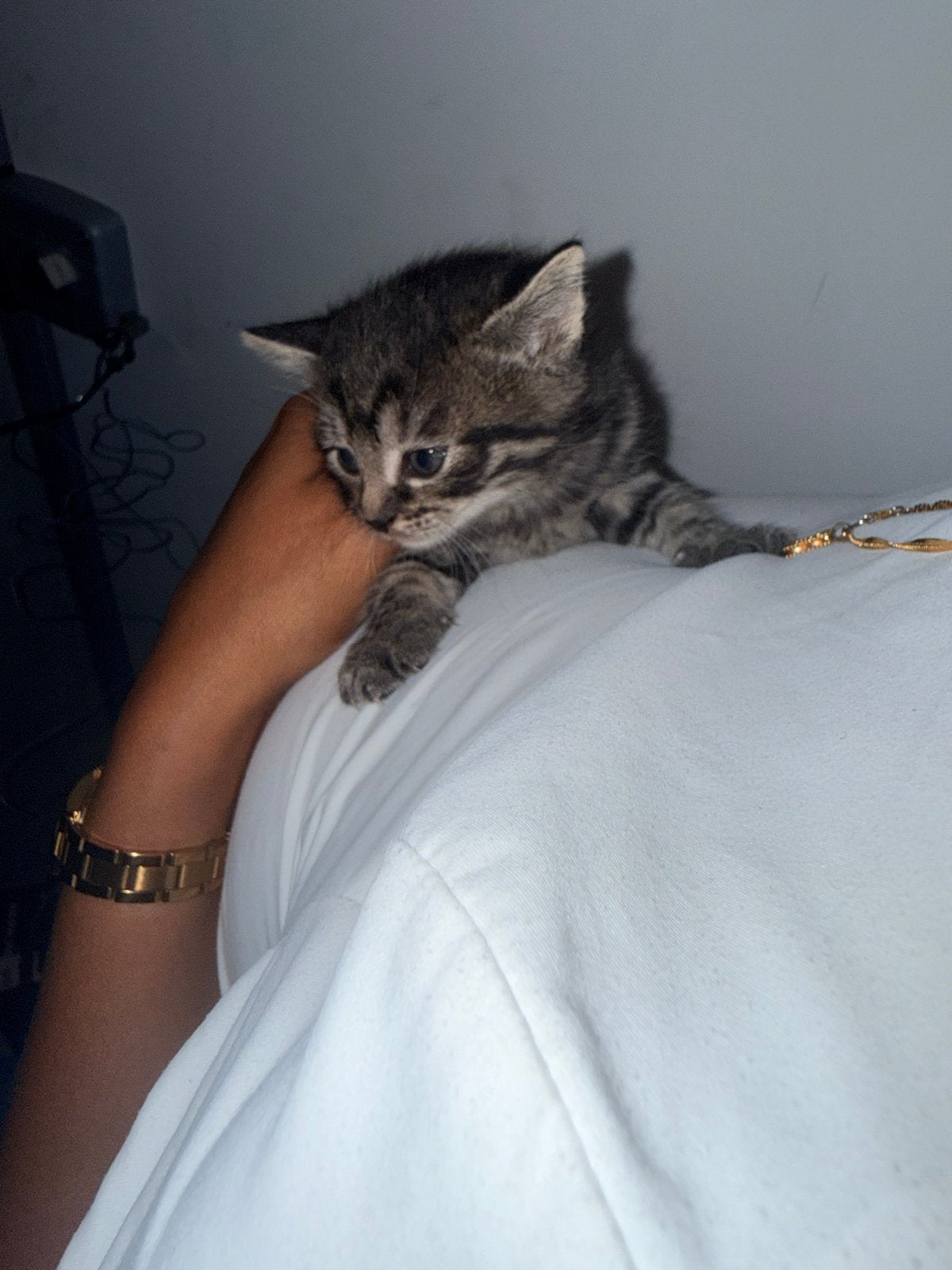 Europese kort haar kittens en moederpoes te koop, Dieren en Toebehoren, Katten en Kittens | Overige Katten, Poes