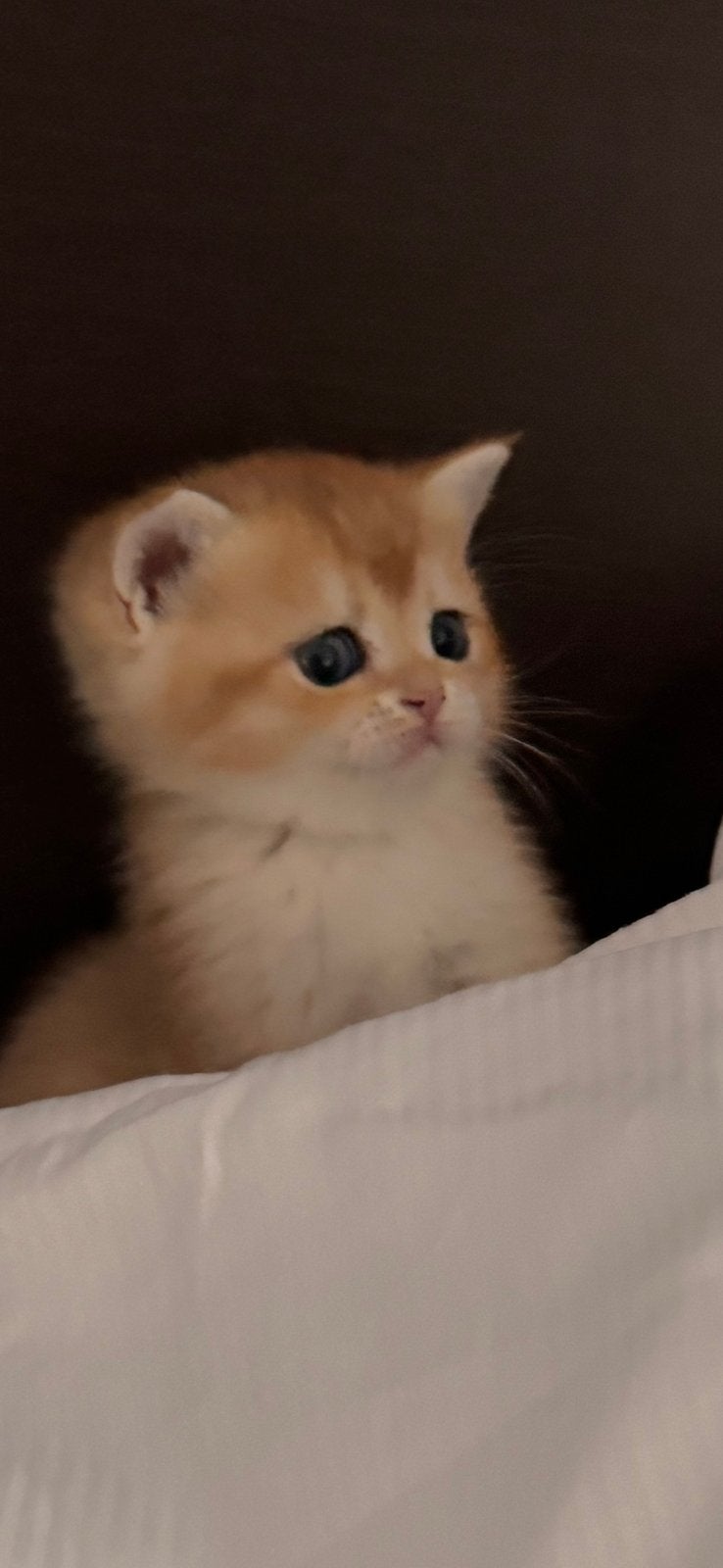 Britse korthaar kittens golden shaded KAMPIOENEN OUDERS, Meerdere dieren, Met stamboom