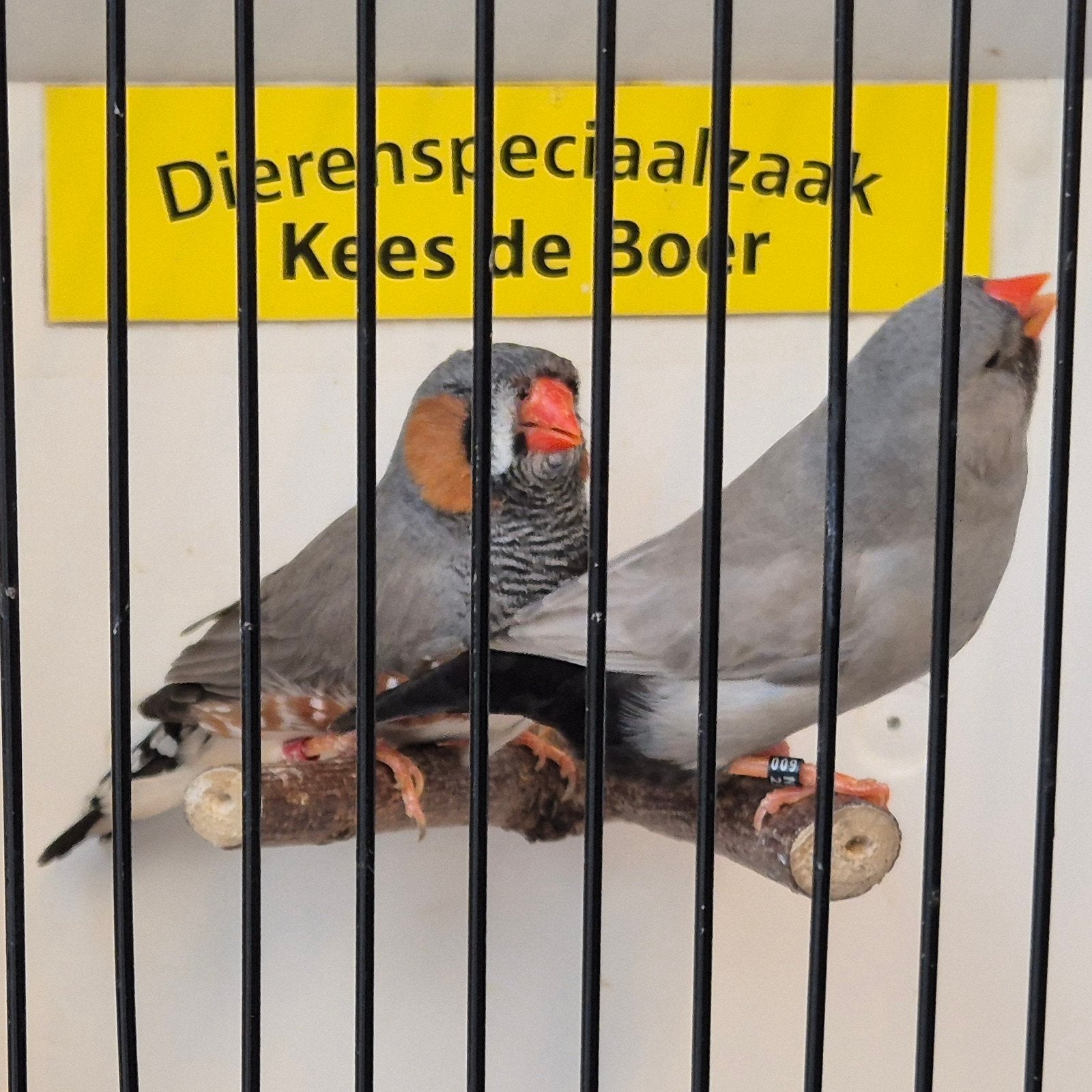koppel grote zebravinken Split x charcoal, Meerdere dieren, Geringd