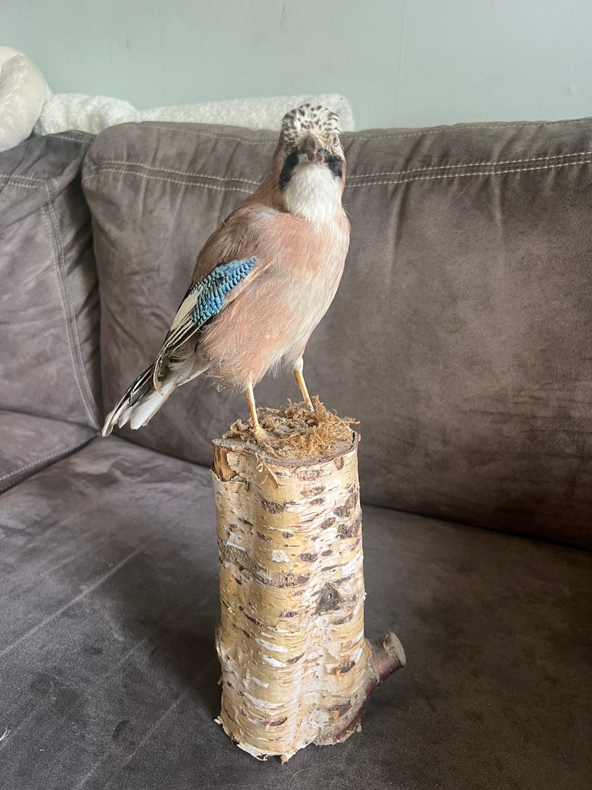 Opgezette Vintage Vogel / Vlaamse Gaai., Ophalen of Verzenden, Zo goed als nieuw, Vogel, Opgezet dier