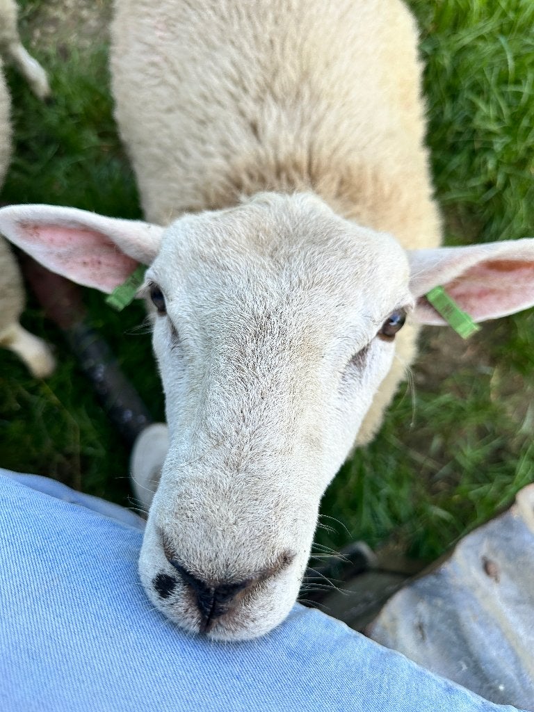 Te koop mooie swifter dek rammen, Mannelijk, Schaap, 0 tot 2 jaar