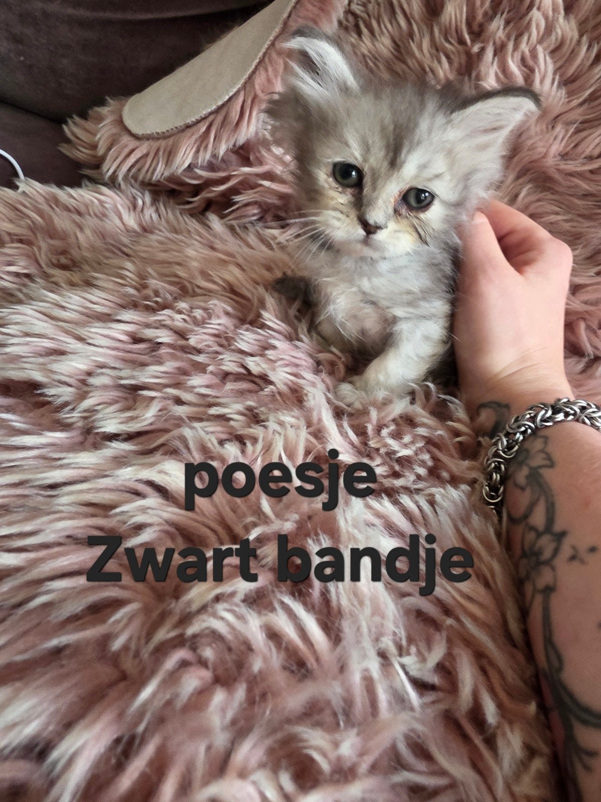 siberische kat x Mainecoon mogen het nestje verlaten, Meerdere dieren