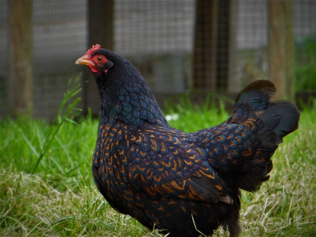 Barnevelder kriel | Goede leggers | Passend advies, Dieren en Toebehoren, Vrouwelijk, Kip
