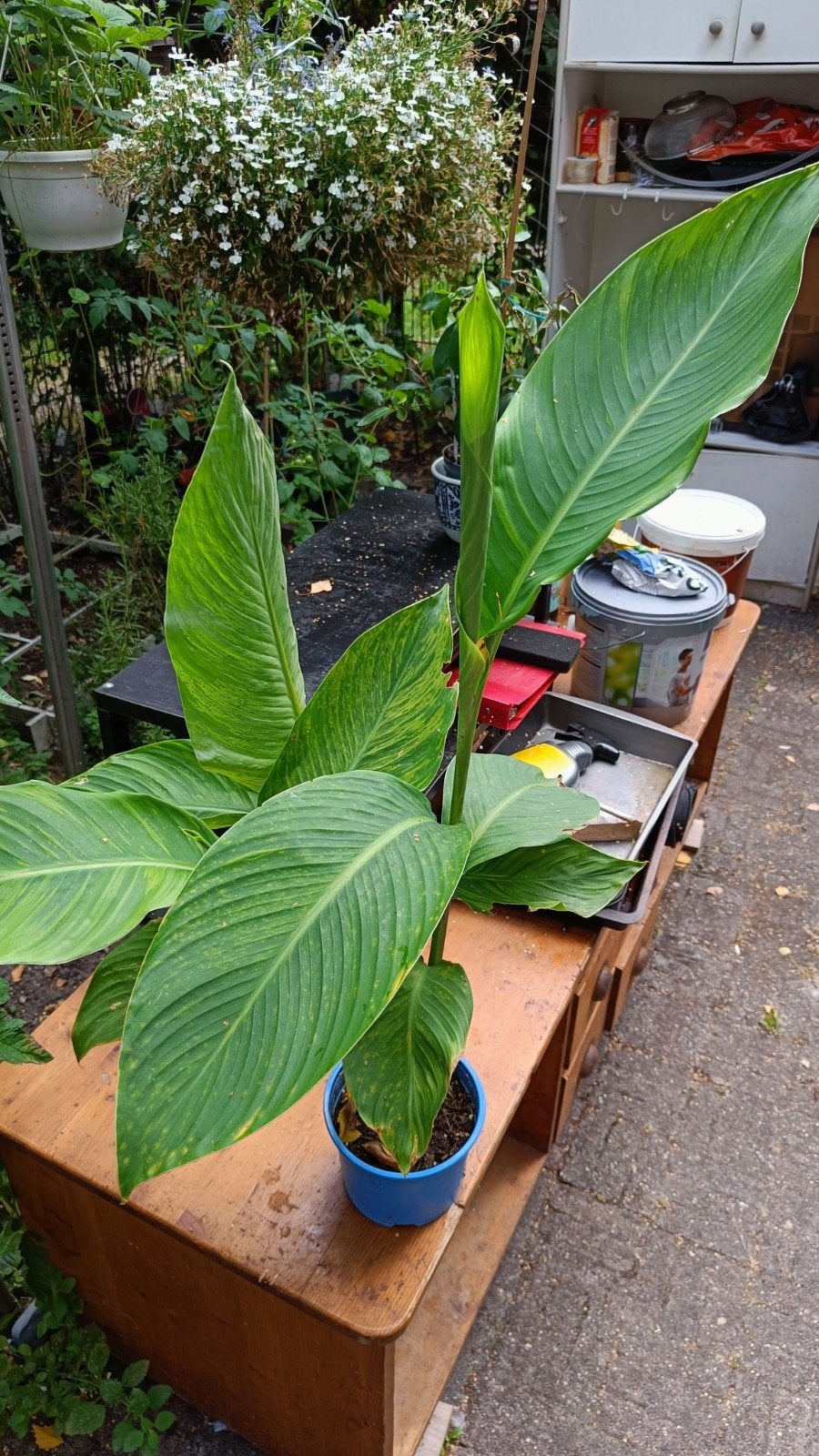 Mooie Canna Lily (Indisch Bloemriet) in pot, Tropische Plant, Ophalen, In pot, Halfschaduw, Minder dan 100 cm