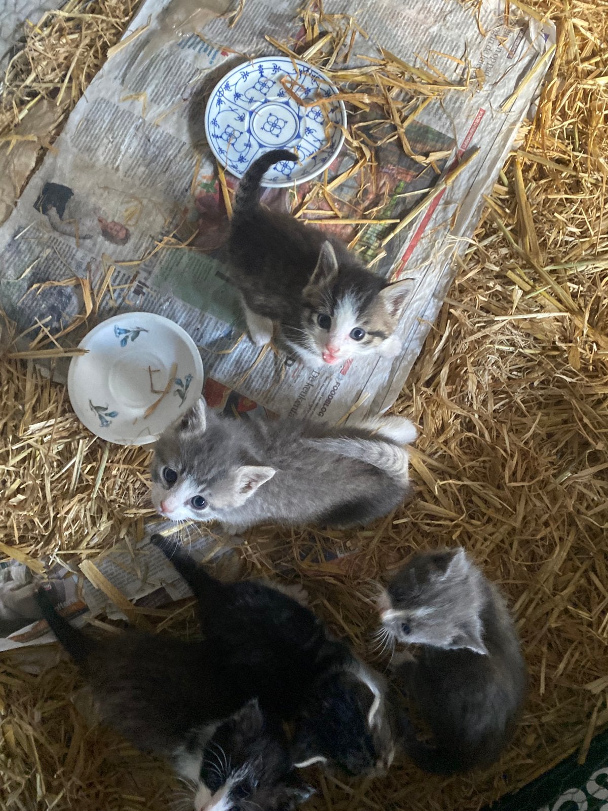 Lieve kittens + poes van 3,5 maand (moet weg), Dieren en Toebehoren, Meerdere dieren, Kortharig, 0 tot 2 jaar