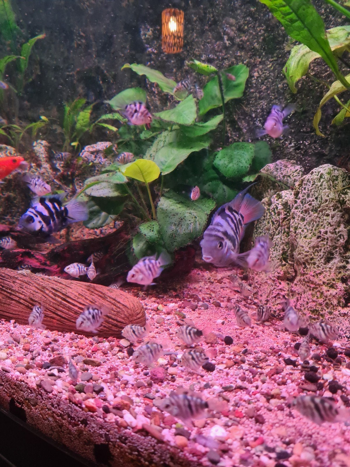 GRATIS! Blue tiger papegaaitjes, Dieren en Toebehoren, Vissen | Aquariumvissen, Vis