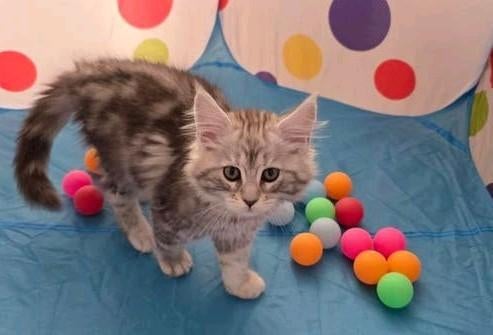 Maine Coon kitten katertjes met stamboom, ouders getest, Dieren en Toebehoren, Kater, Met stamboom, 0 tot 2 jaar