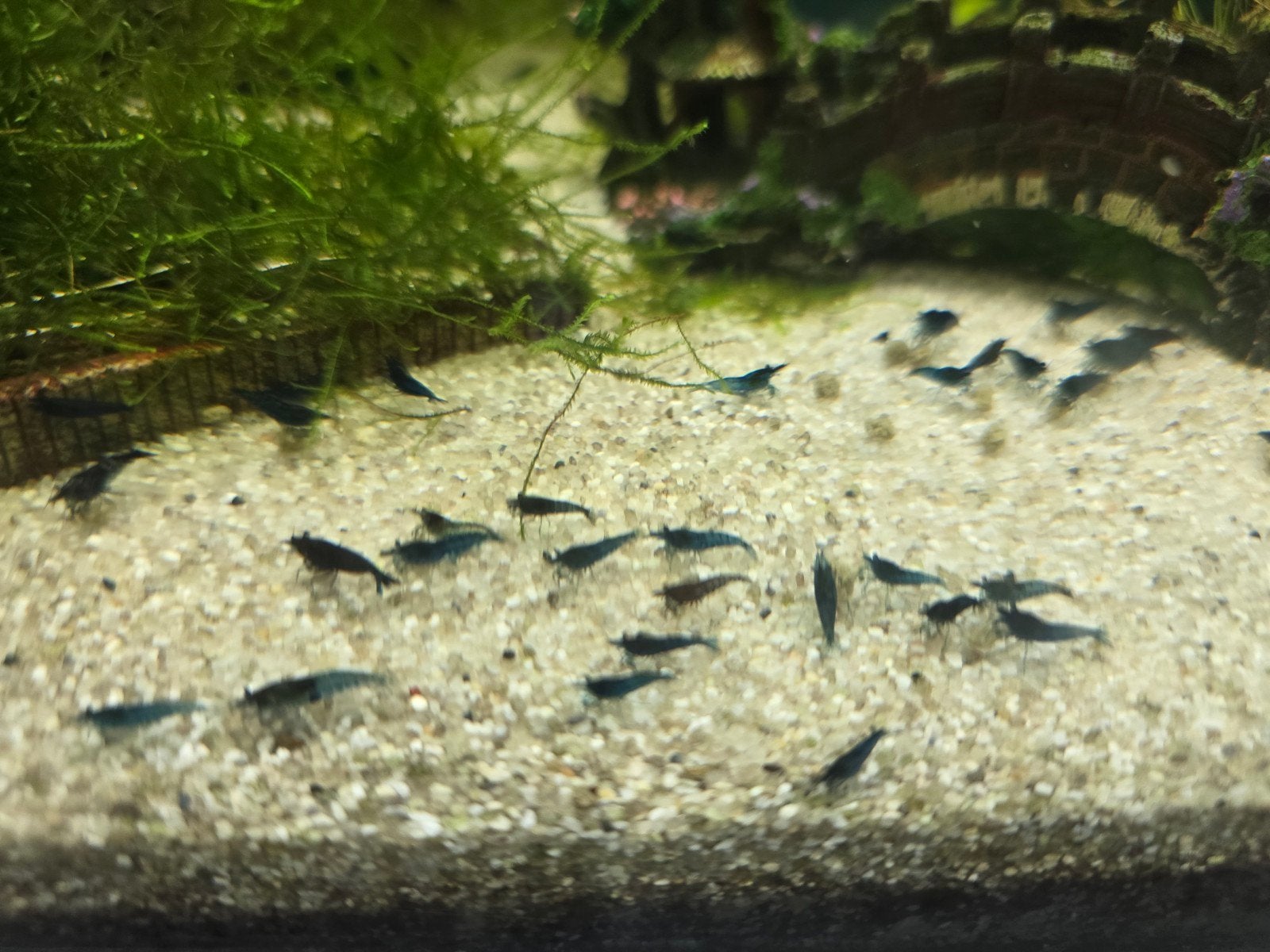 blue dream garnalen, Dieren en Toebehoren, Kreeft, Krab of Garnaal, Zoetwatervis