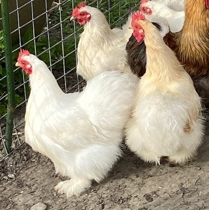 Zijdeveer Cochinkriel hennen bijzonder mooi & beh tegen mijt, Vrouwelijk, Kip