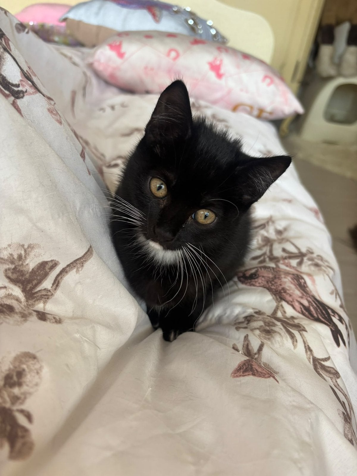 Lieve kittens 10 weken jong, Meerdere dieren, Kortharig, 0 tot 2 jaar