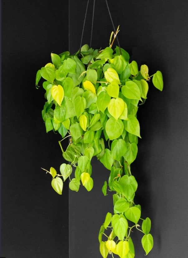 Philodendron Lemon Lime Stekjes, Huis en Inrichting, Ophalen of Verzenden
