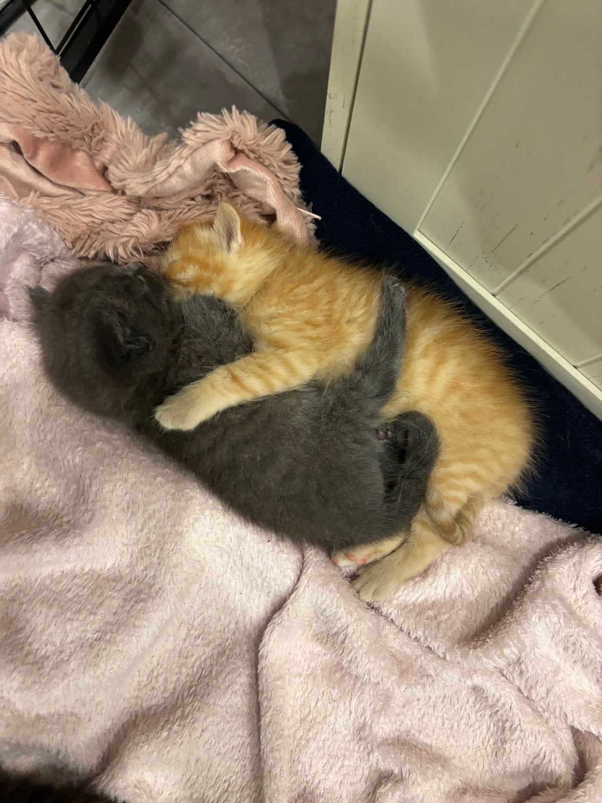 Prachtige Perzische MIX kittens, Meerdere dieren, Gechipt, 0 tot 2 jaar