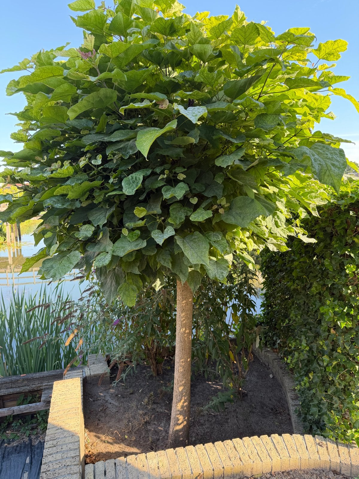 2x Bolcatalpa gratis af te halen (zelf verwijderen), Tuin en Terras, Planten | Struiken en Hagen, Ophalen, Overige soorten, Struik