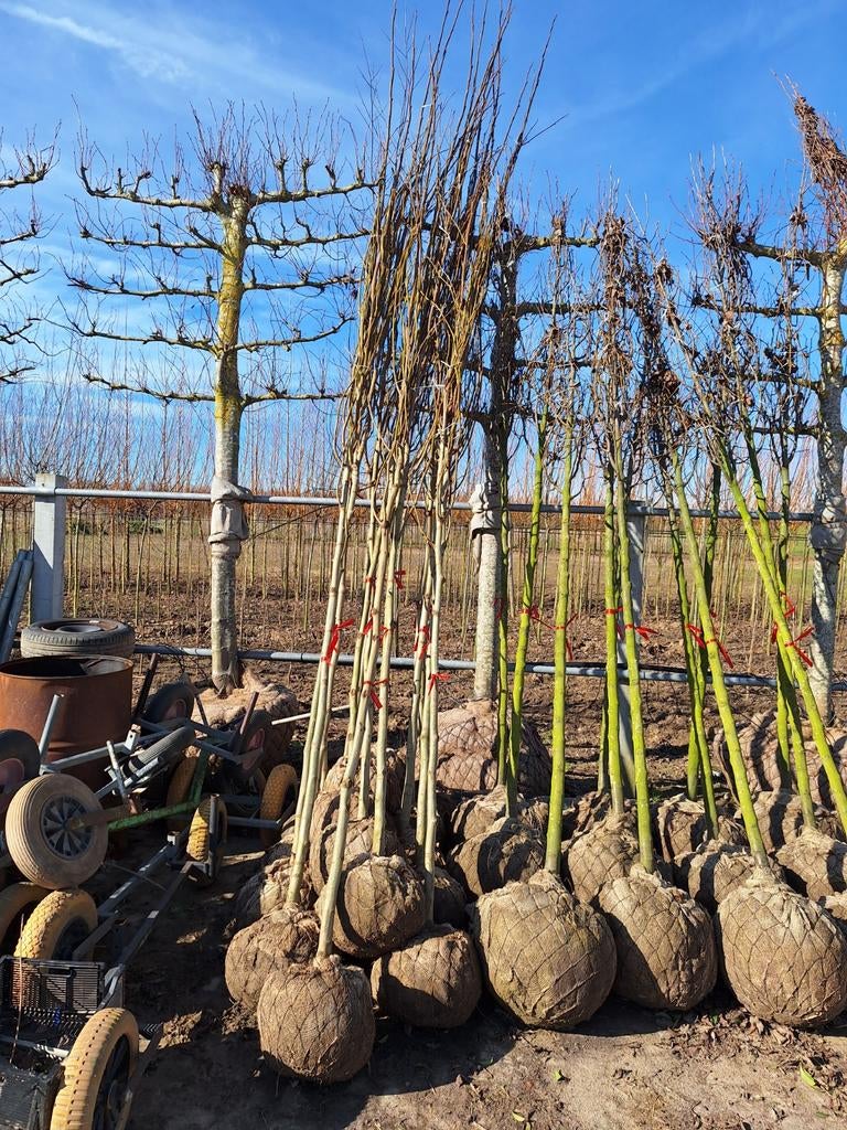 Plataan 🍀 Platanus x hispanica 🍀, Ophalen, Volle zon, Overige soorten