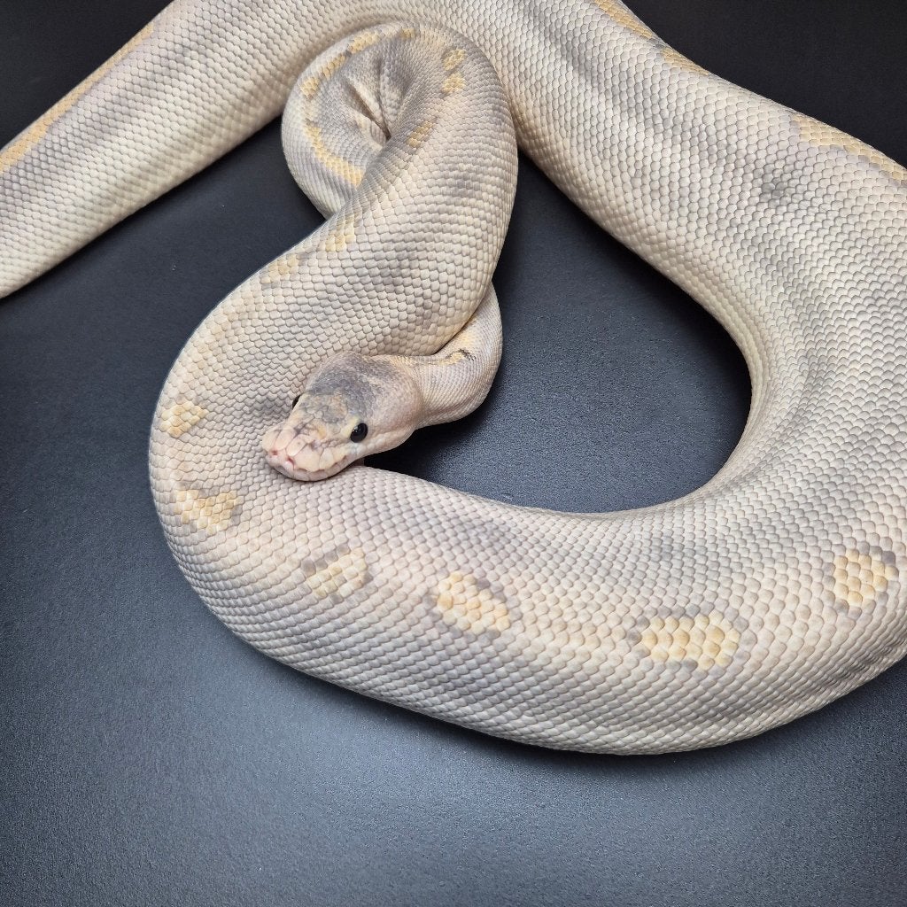 hypo champagne pb regius. Ball Python photo 2