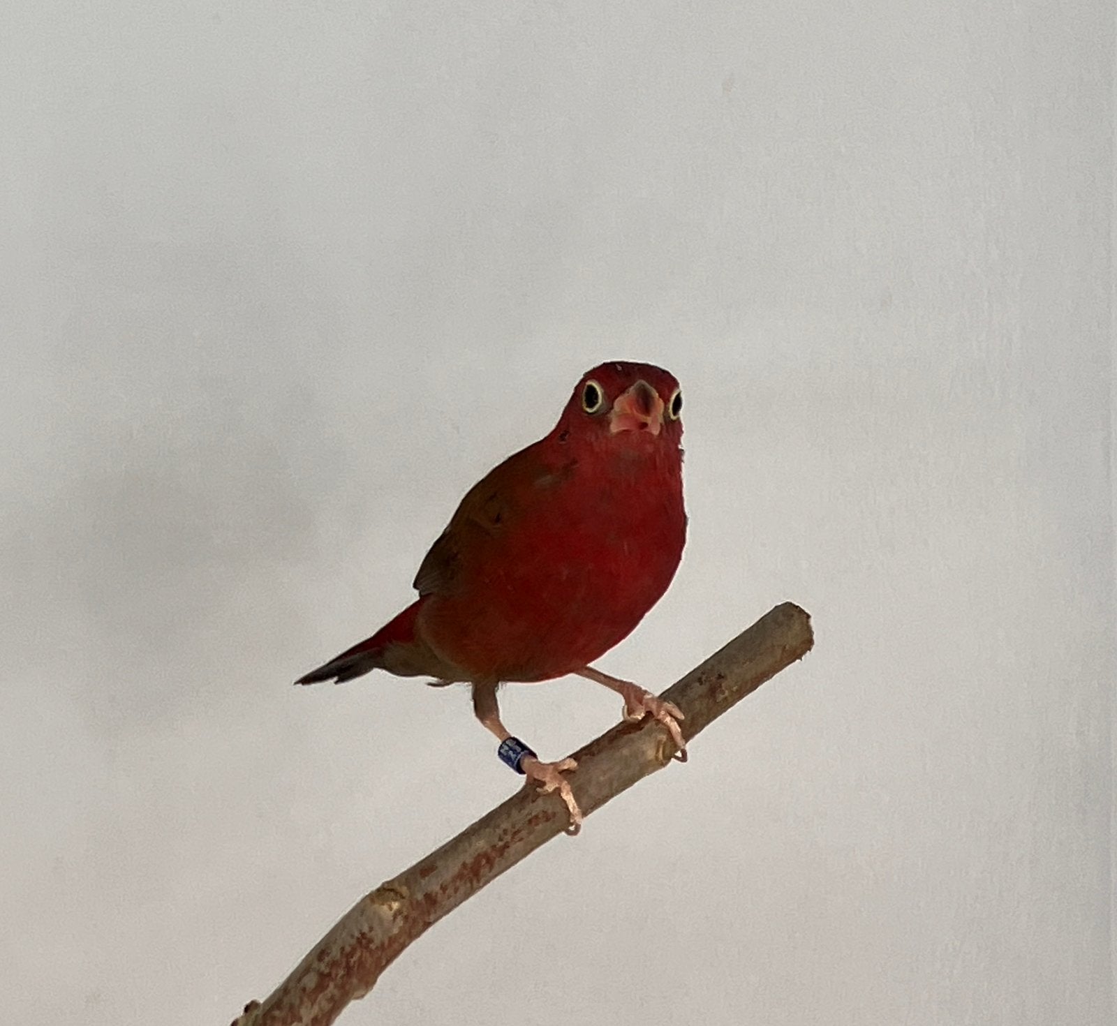 Vuurvink man, Dieren en Toebehoren, Vogels | Overige Vogels, Mannelijk