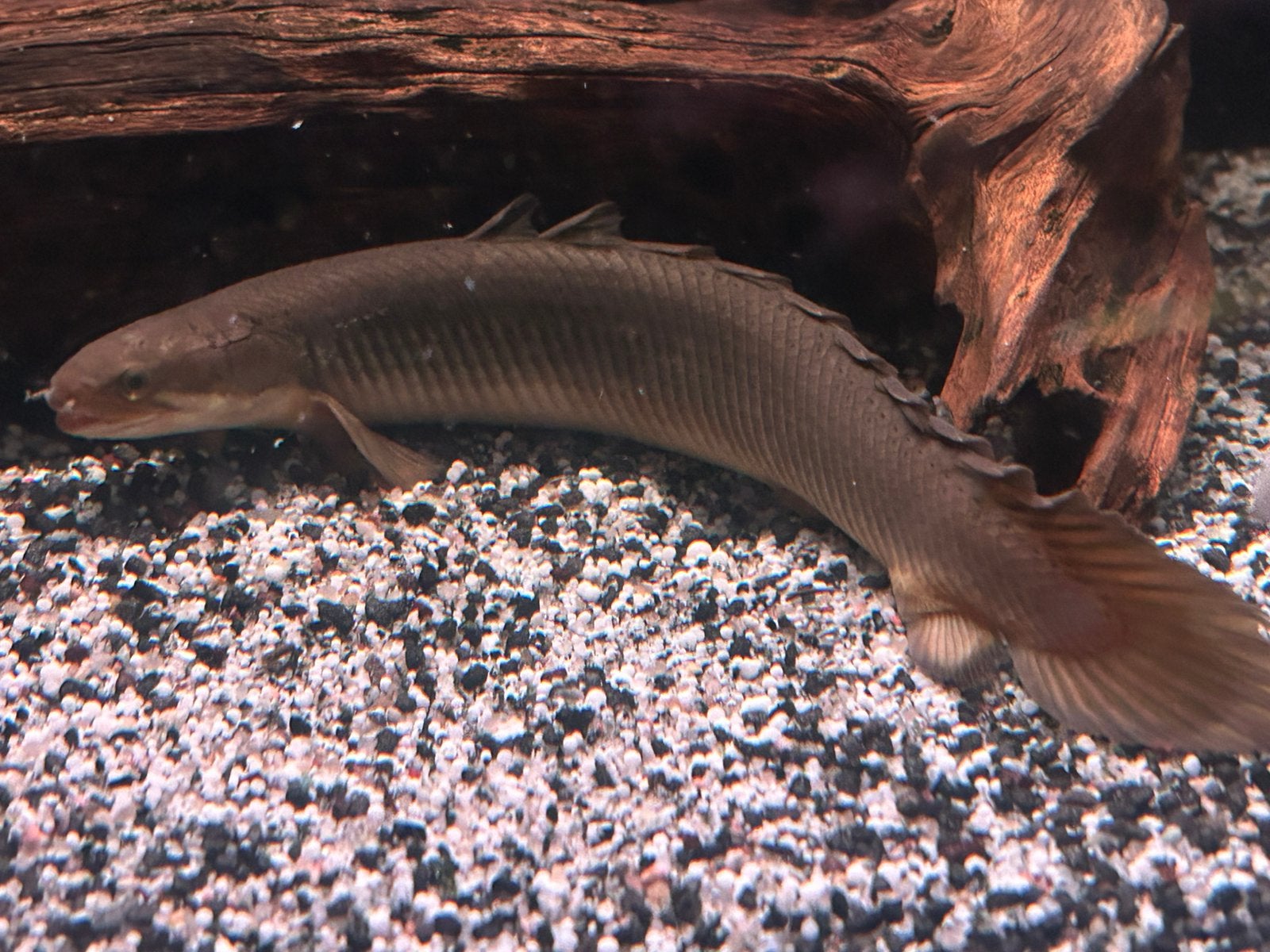 Senegalese Bichir XL (Polypterus senegalus), Vis